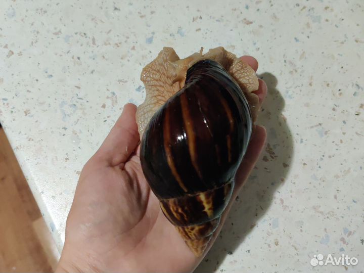 Улитки ахатины