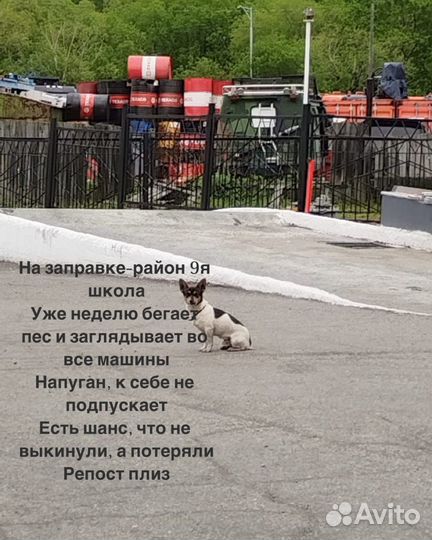 Найдена собака