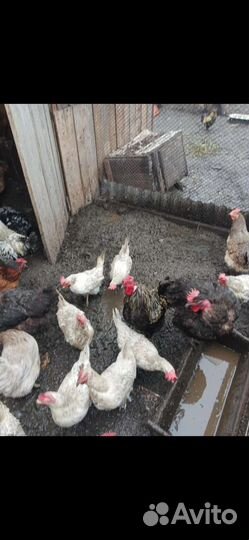 Куры несушки
