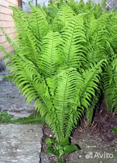 Папоротник