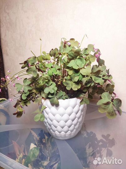 Интерьерные растения