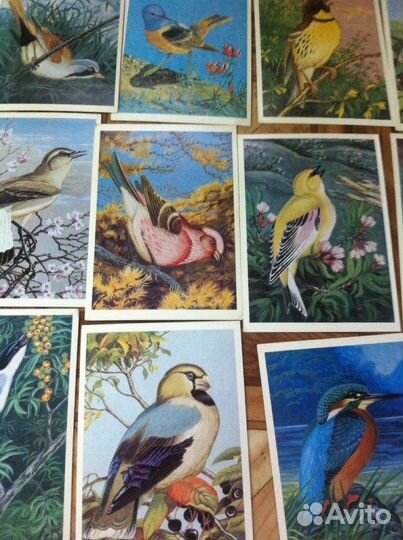 Птицы, животные