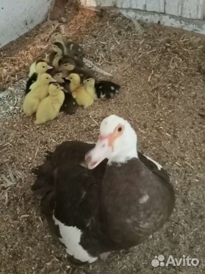 Индоутята, Утки, Селезни