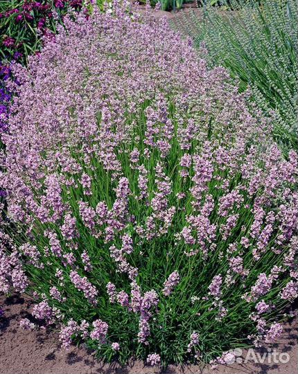 Лаванда розовая