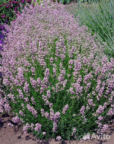 Лаванда розовая