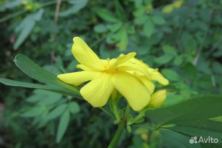 Жасмин комнатный Месни, Самбак