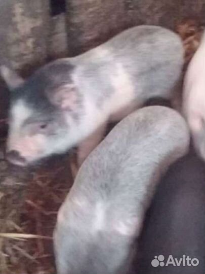 Поросята подросшие