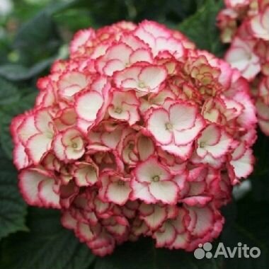 Гортензия Крупнолистная 18 сортов