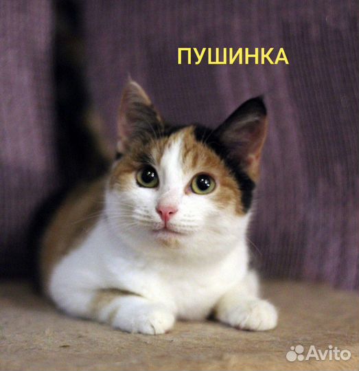 Коты