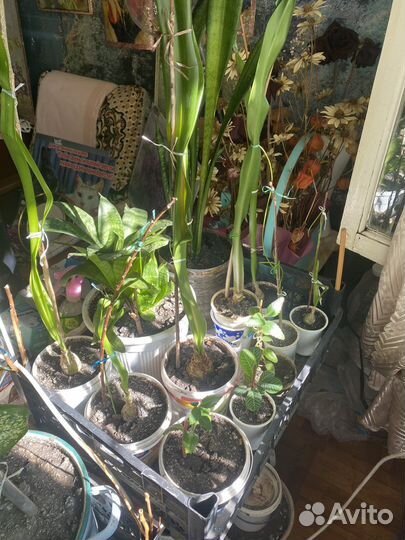 Комнатные цветы