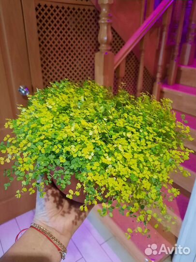 Солейролия