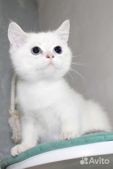 Котик scottish straight колорный