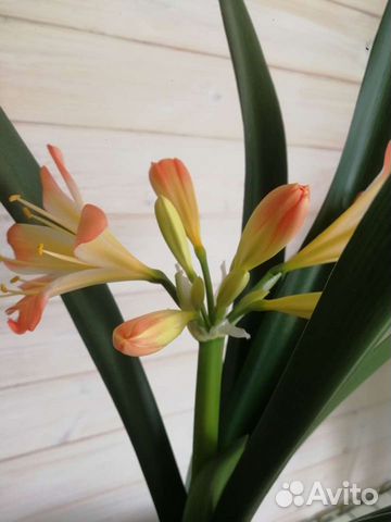 Кливия, молочай трехгранный, диффенбахия