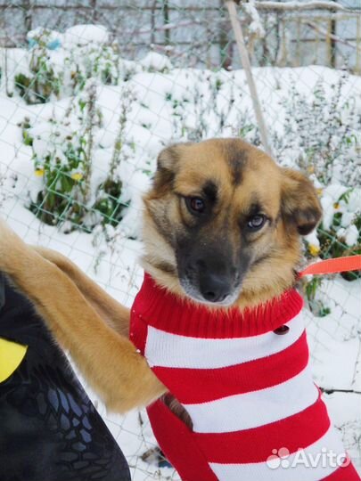 Сотварите новогоднее чудо-заберите меня из приюта