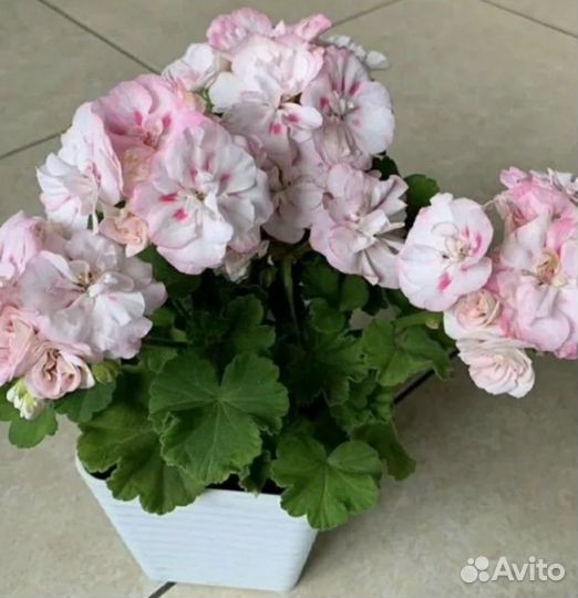 Пеларгония герань