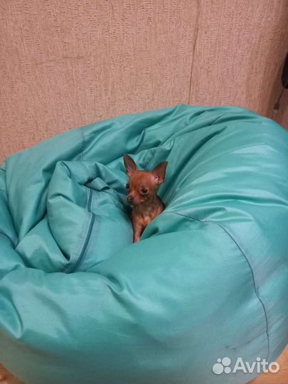 Вязка той-терьер