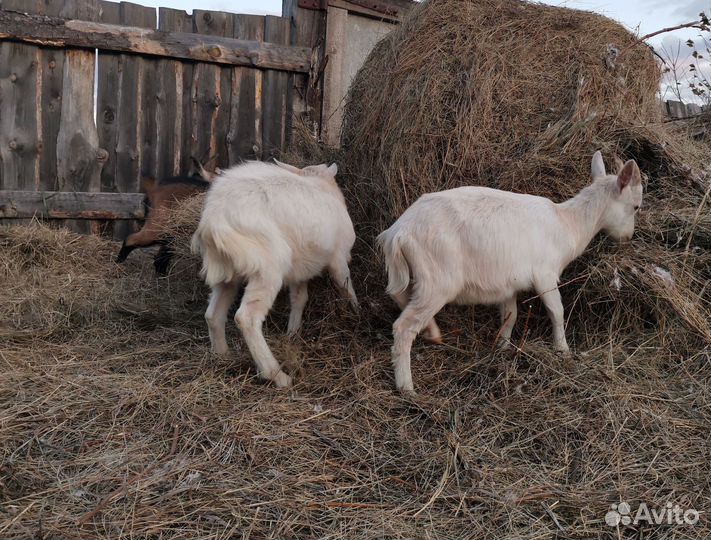 Козы и козлята продажа