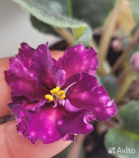 Молодая фиалка с фото, первое цветение