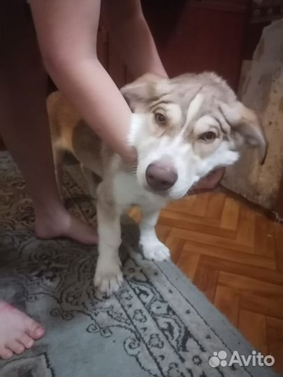 Щенки подростки