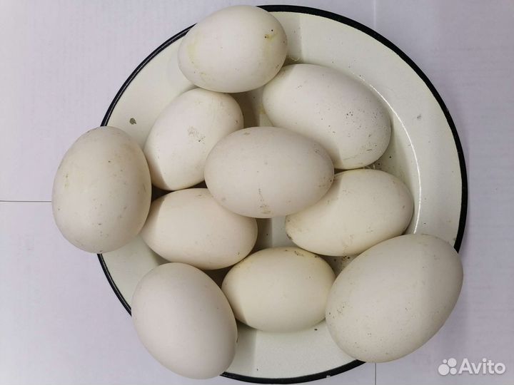 Инкубационные яйца домашней птицы