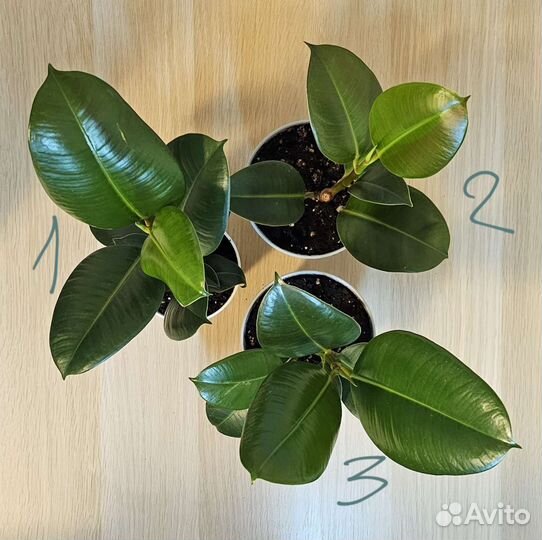 Фикус эластика робуста