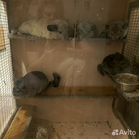 Семейство Шиншилл