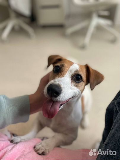 Ищем выгульщика, Нужен Выгул Собак