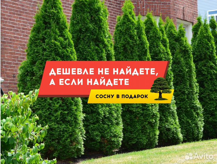 Туя Экстра качества Смарагд,Брабант,Колумна