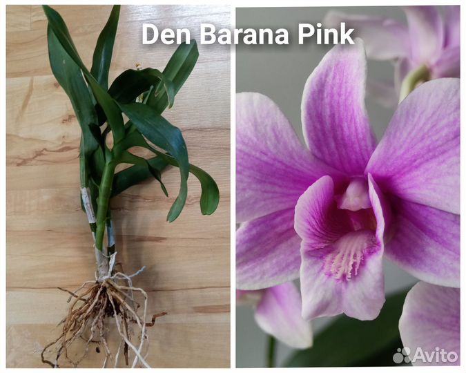 Dendrobium Barana Pink