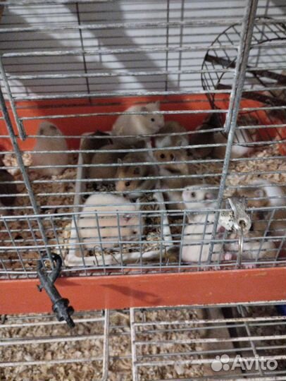 Животные оптом