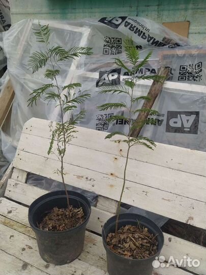 Мимоза Акация серебристая семена свежий сбор 2023г