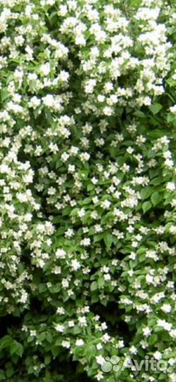 Жасмин уличный