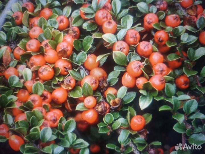 Кизильник вечнозеленый, горизонтальный