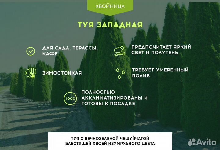 Туи сортовые:Смарагд,Брабант,Колумна 5 м