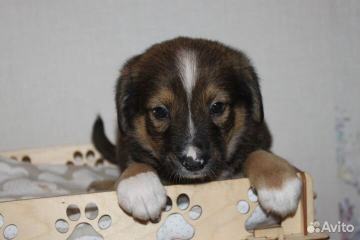 Хорошенький мальчишечка