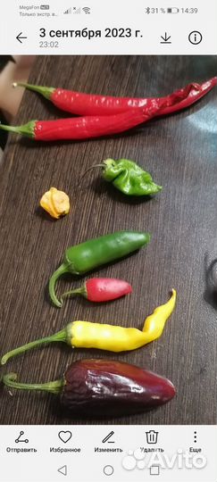 Семена перцев (очень острого)