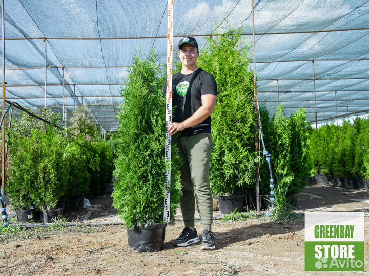 Туи колумна 140 см свежая копка 2023