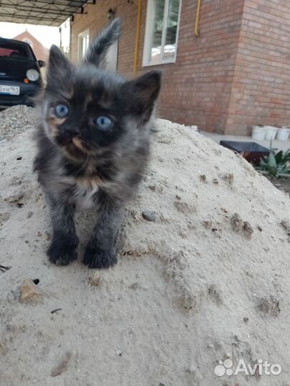 Котята девочки