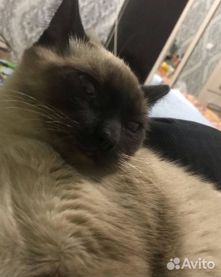 Кот на вязку (Сиамец)