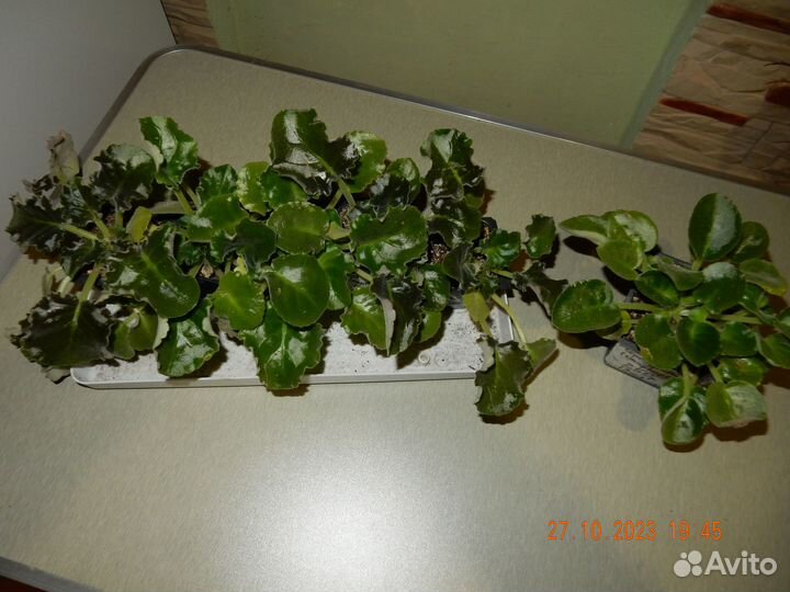 Фиалки махровые