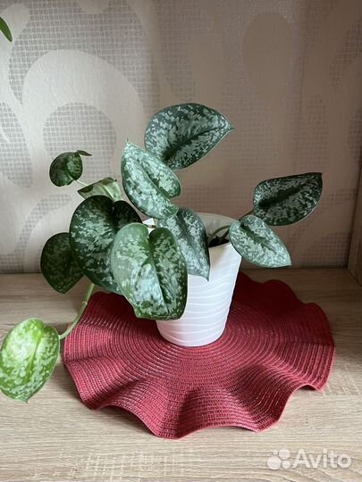 Сциндапсусы разные