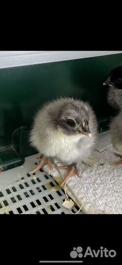 Цыплята с цветным яйцом