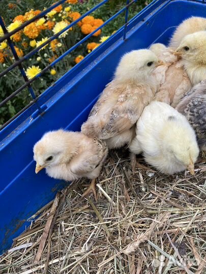 Цыплята