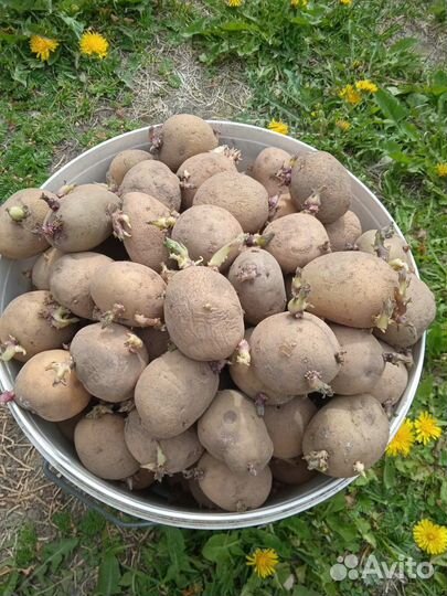 Семенной картофель