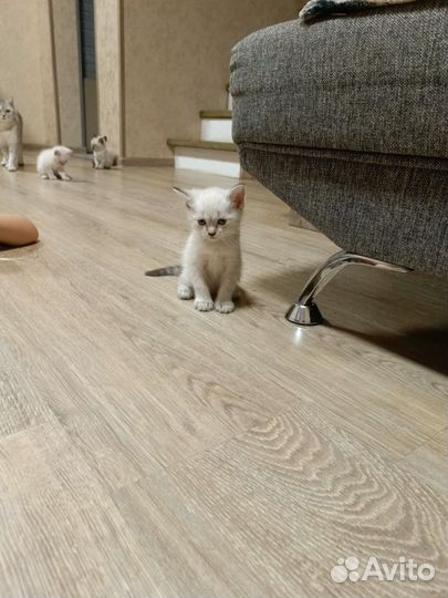 Котята в добрые руки бесплатно