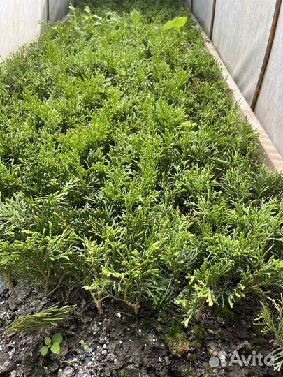 Черенки туи смарагд