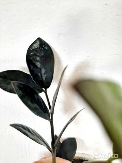 Замиокулькас черный равен