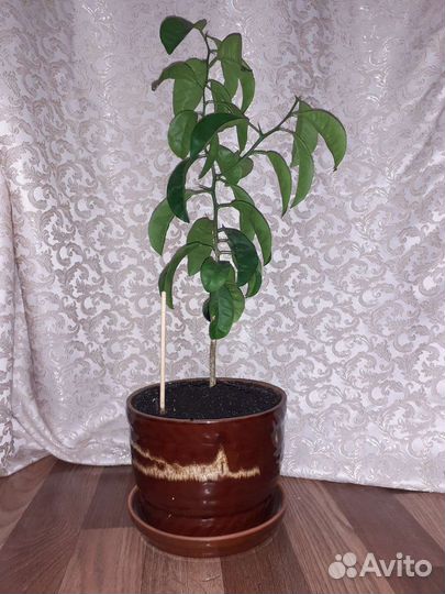 Мандариновое дерево 55см с горшком