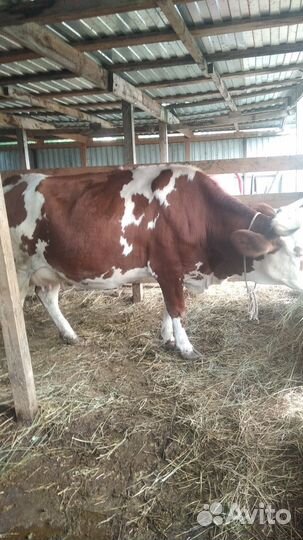 Корова дойная