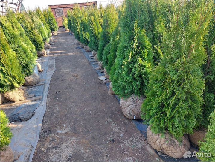 Туя Смарагд 0,8.2,0м Холмструп Брабант Сосна